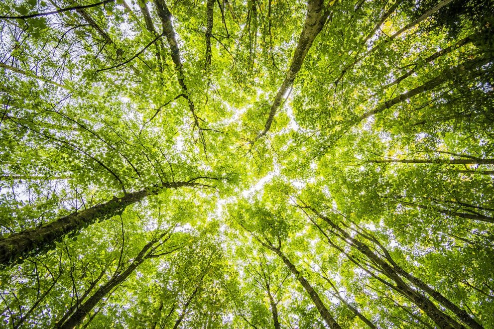 CMD – Getting Started on Greening Your Church