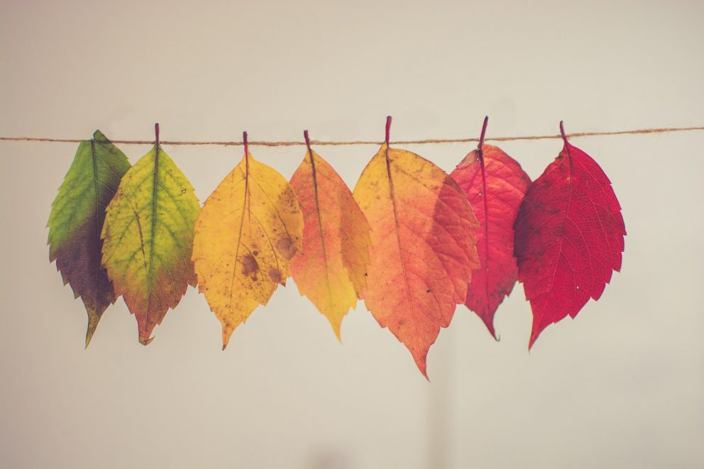 autumn leavers