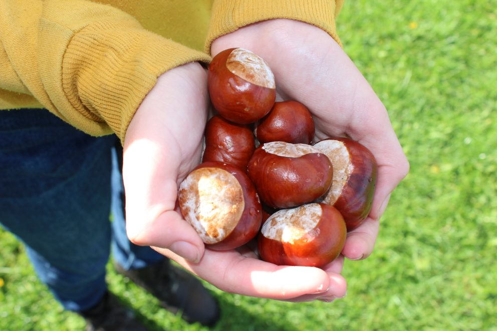 conkers