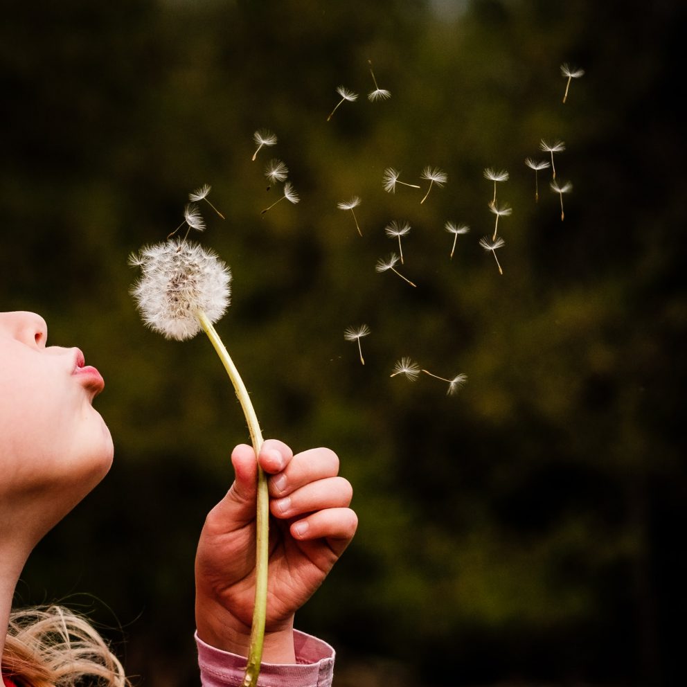 dandelions