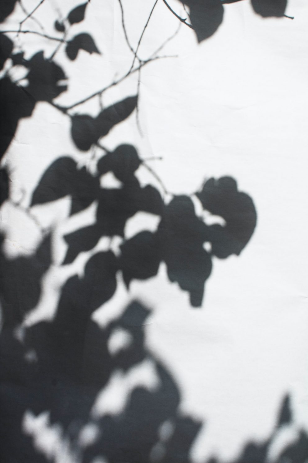 shadows
