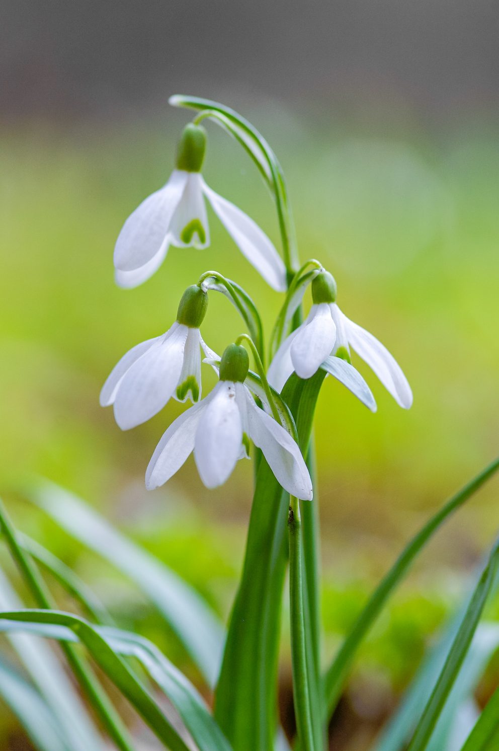snowdrops